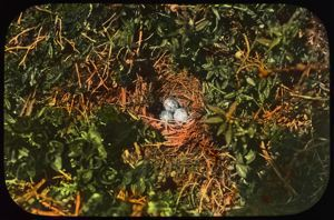 Image of Snow Bunting Nest with Three Eggs